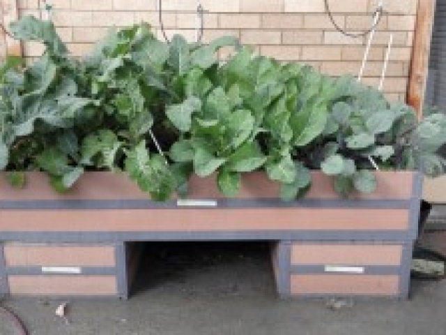 Planter Boxes Geelong